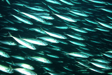 20120521-schooling fishJack_mackerel_school.jpg